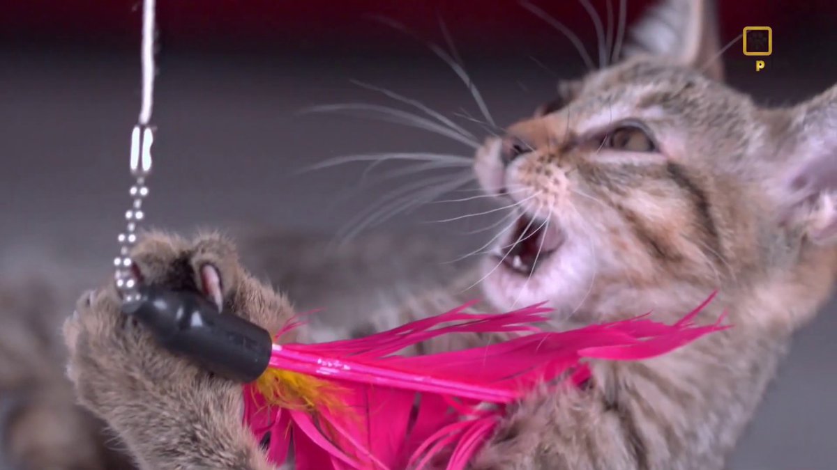 MeowMoeDotCom's tweet photo. The Cutest Cats - In HQ ๐ป
#Cats #Cat #Kittens #Kitten #Kitty #Pets #Pet #Meow #Moe #CuteCats #CuteCat #CuteKittens #CuteKitten #MeowMoe
#SweetCats #Cat #CatFunnyCompilation #CuteCatsVideos #CuteKittensVideos
https://t.co/DqtCT6tnGQ
. https://t.co/g6MXydsF4e