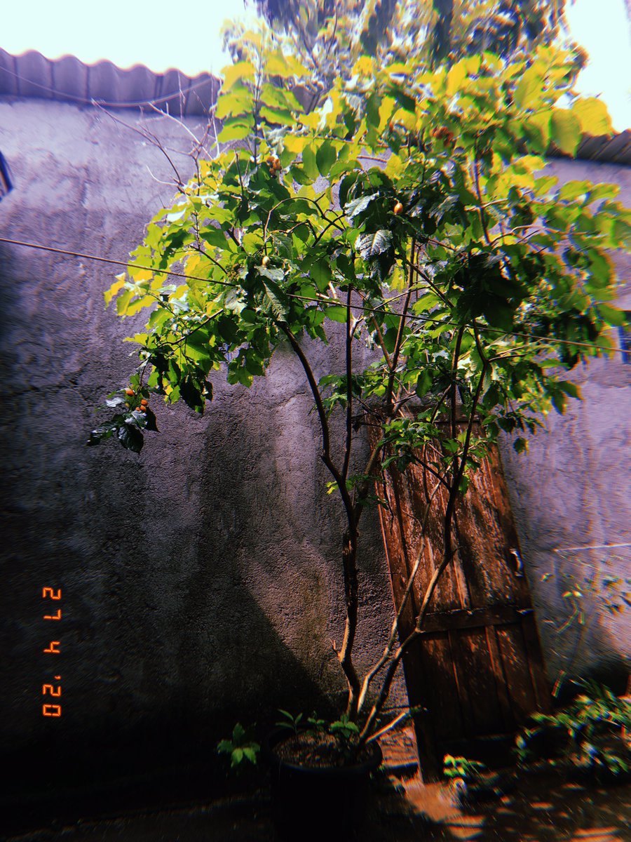 amazemanuella's tweet photo. kamu berbuah terus gak apa-apa kok. https://t.co/M2OPG1DaYN