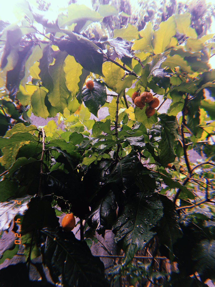 kamu berbuah terus gak apa-apa kok.