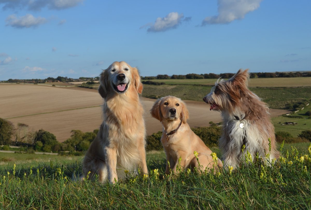 TheWordOfErynn's tweet photo. One of my favourite photos of the girls! @GuruPetFood #GeekStar https://t.co/VQp7PyKsHx