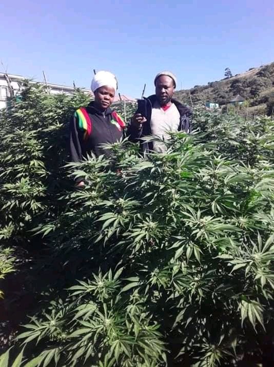 Kushpreneur tweet picture