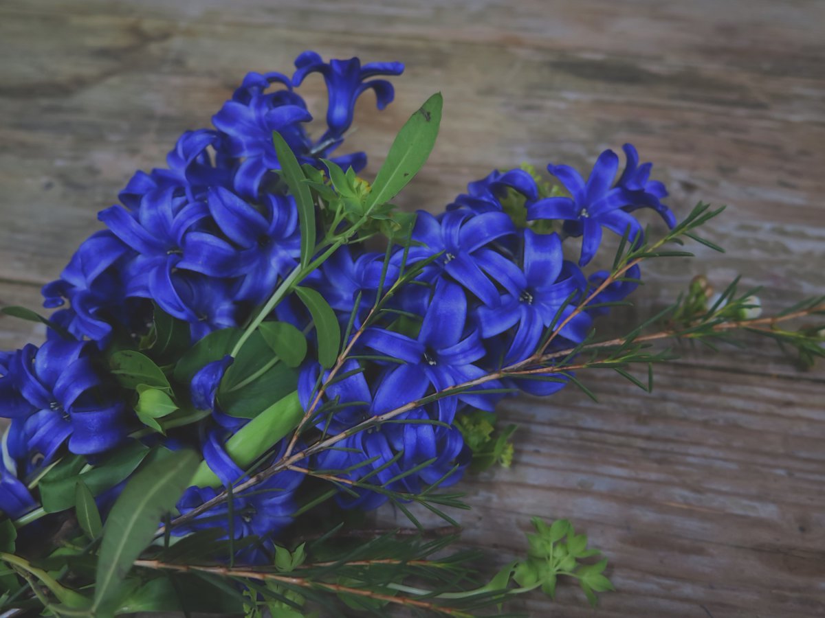 No Monday blues here! 

Today's #floweroftheday is the beautiful blue hyacinth.

Hyacinths are a Spring flowering bulb & symbolise the welcoming of Spring for us when they bloom during March and April.

Do any of you have hyacinth bulbs growing in your gardens?

#wildaboutflowers