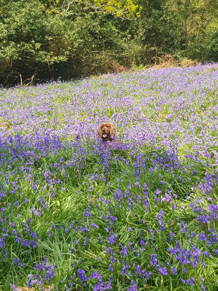 Here @bluelooper we love BLUE! This weekends walk in the Bluebells were very special and wanted to share this one! 

We are all back to work this morning providing IT support to businesses in the South West and UK 
#bluebells #itsupport #MondayMotivaton #MondayMorning