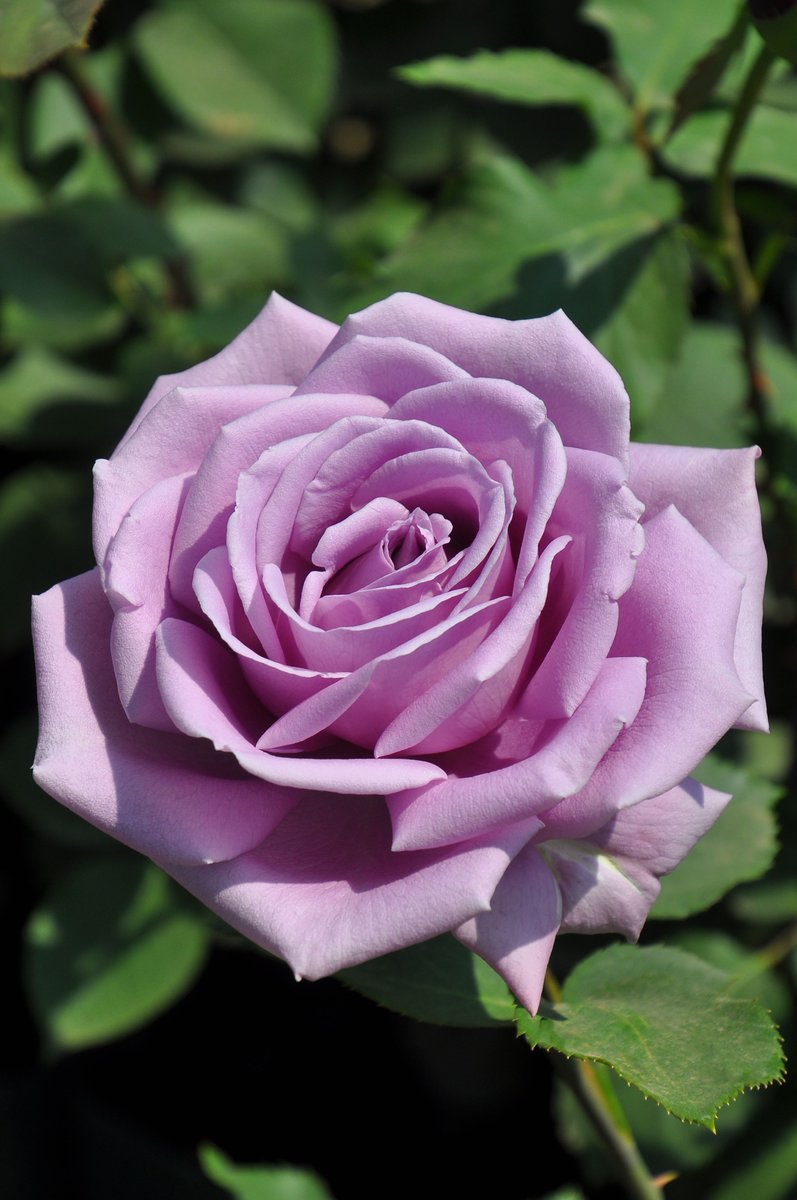 rosa_orientis's tweet photo. #藤娘 #Fujimusume

深みのある藤色の花色に剣弁高芯咲きの花形 甘く爽やかなブルー系の芳香 上品な佇まいが魅力のハイブリッドティ

【公式本店】https://t.co/VLsBOZrm6L
【楽天店】https://t.co/1Z1CIpoC2u https://t.co/HyU7JZBXKD