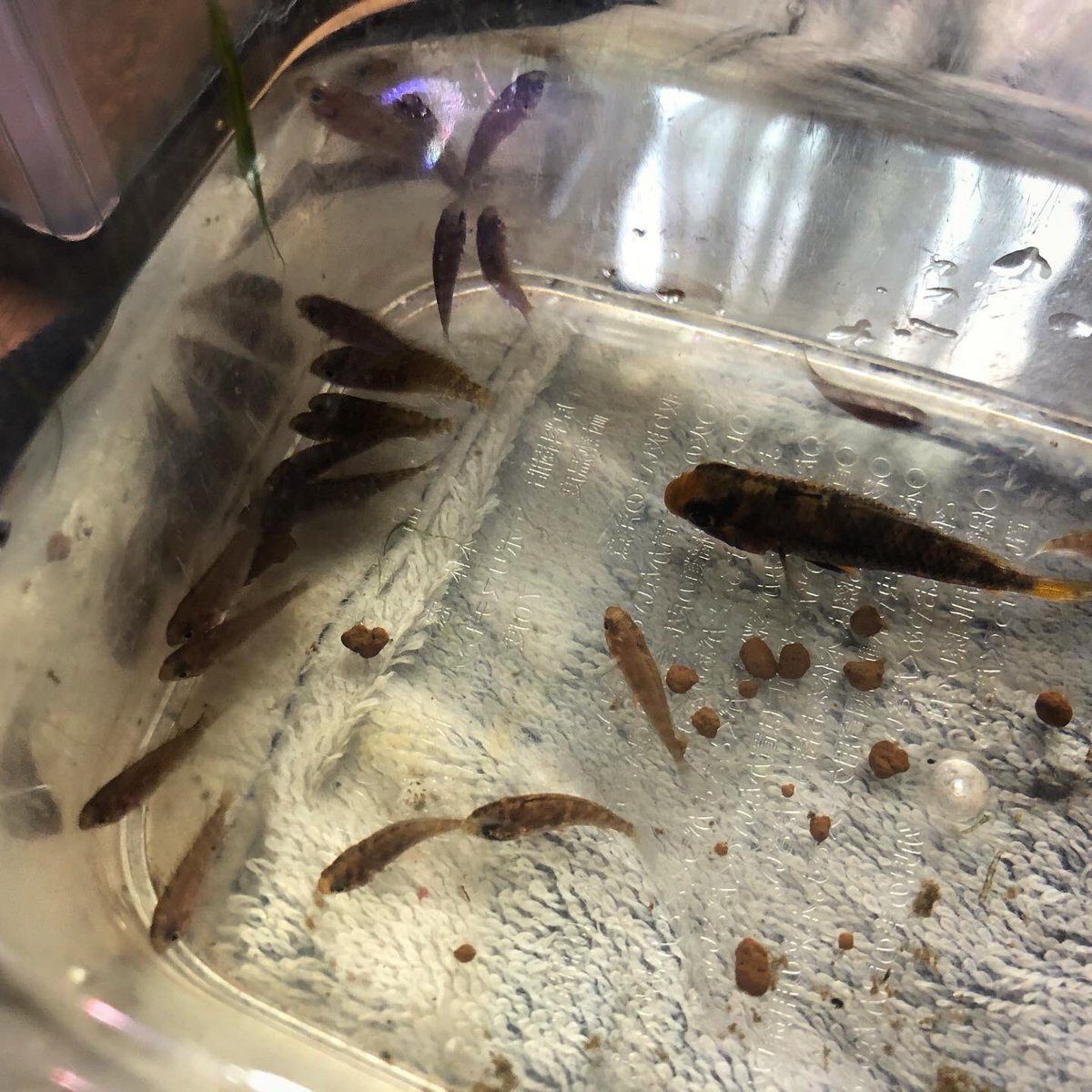 ট ইট র キンメの毎日 アピスト三昧 今日はジュルエン掬い うちで唯一の毒壺レイアウト水槽です 笑 Ap Sp ジュルエンシス 毎日アピスト キンメの毎日 アピスト 水草 熱帯魚 T Co Vo8mniyydm