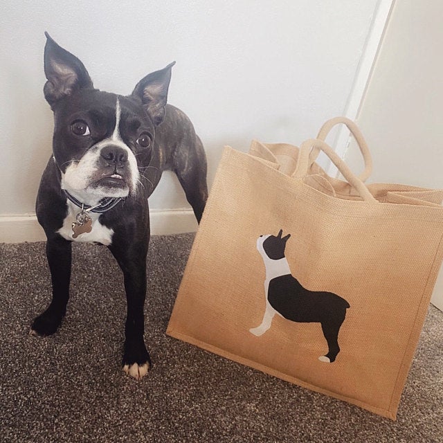 dorkingcorrie's tweet photo. The Boston Terrier is fast becoming one of my favourite breeds and it's easy to see why when you look at lovely Lady posing next to her matching bag.
Thank you Becky for the photo and your fabulous 5*review.
https://t.co/wJRb2diPkF #bostonterrier https://t.co/V4lK82opnQ