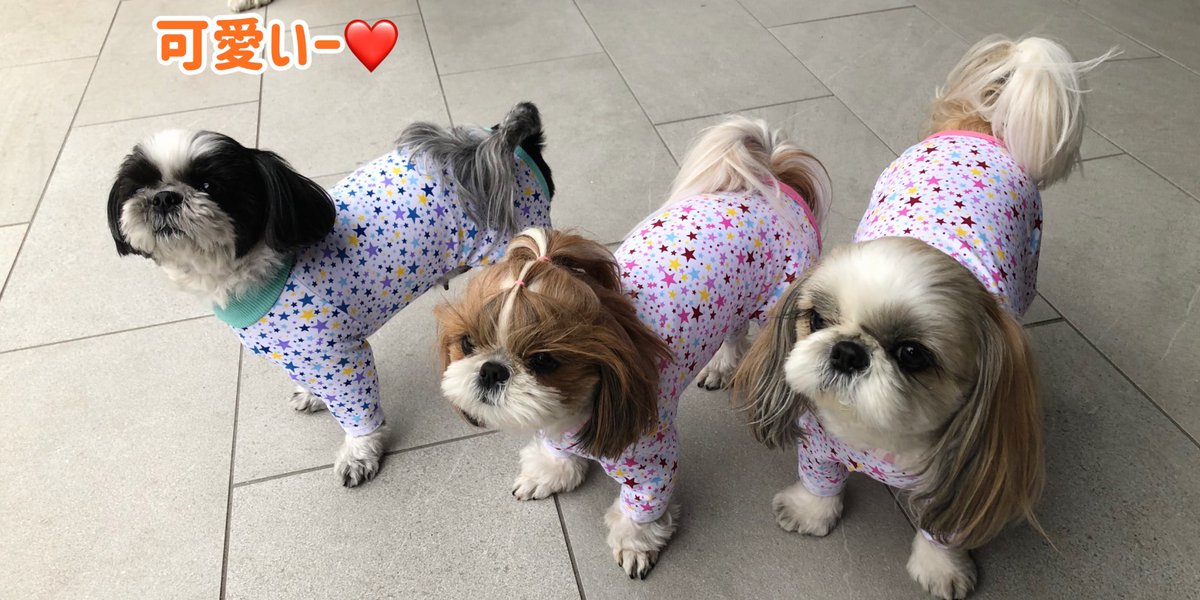 ট ইট র Very Pet 今日も撮影 モデルさんは 可愛いシーズー 軍団 こんなご時世なのにご協力 ありがとうございます カメラ の方見てね と 美味しいもので誘惑 いつもありがとうございます シーズー モデル犬 かわいすぎて道行くひとが