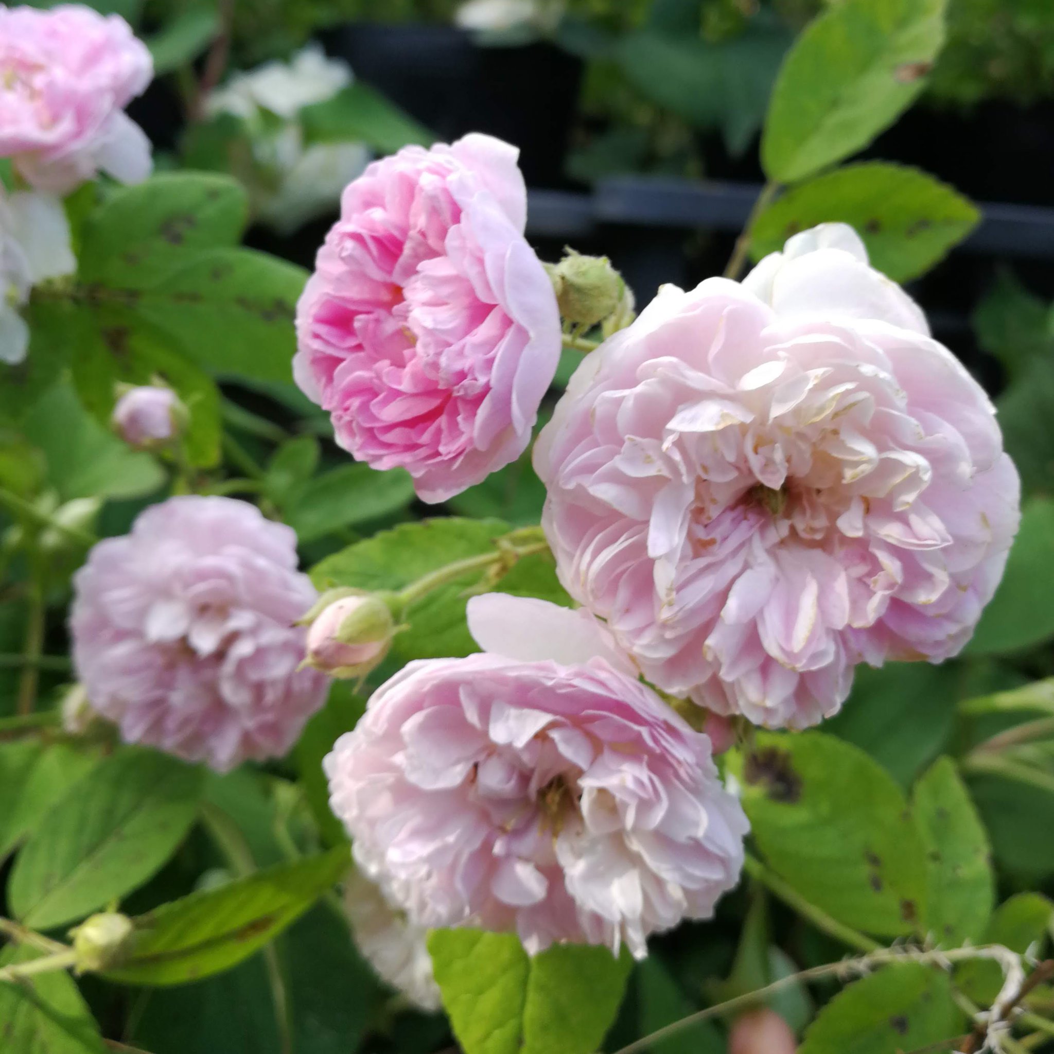 天空のバラ園 園主 お次は小輪系 右上から時計回りにポンポンデパリ 宇部小町 アストリッドスペースストライプド ローラダボー 天空のバラ園 Tlを花で一杯にしよう 産地直送販売