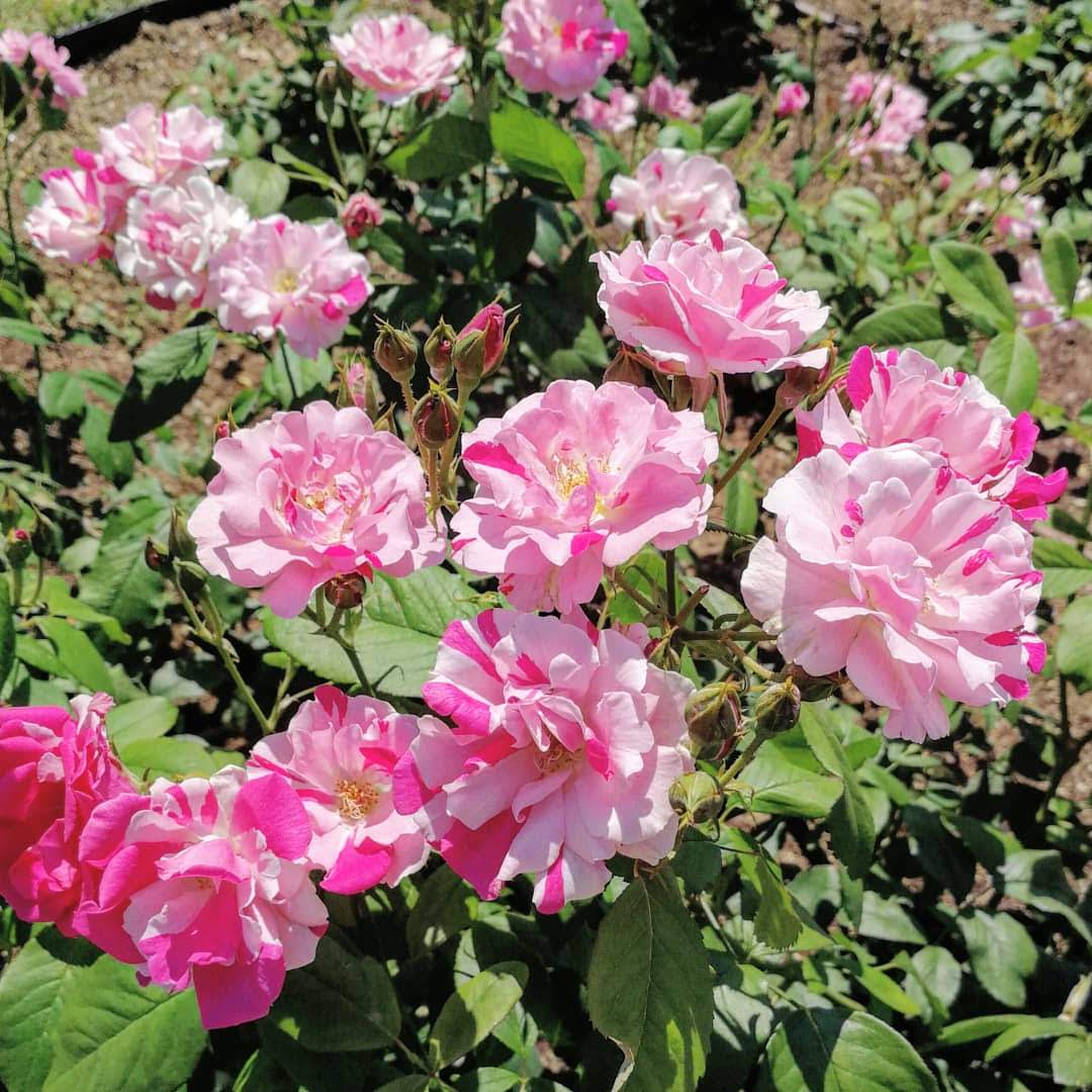 天空のバラ園 園主 お次は小輪系 右上から時計回りにポンポンデパリ 宇部小町 アストリッドスペースストライプド ローラダボー 天空のバラ園 Tlを花で一杯にしよう 産地直送販売