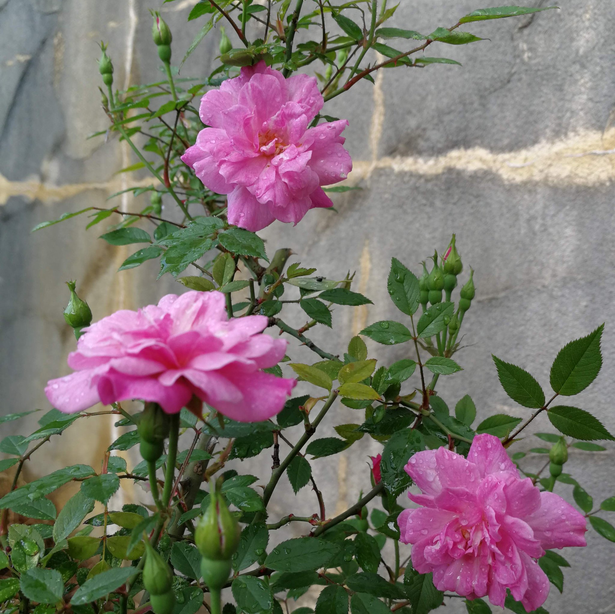 天空のバラ園 園主 お次は小輪系 右上から時計回りにポンポンデパリ 宇部小町 アストリッドスペースストライプド ローラダボー 天空のバラ園 Tlを花で一杯にしよう 産地直送販売