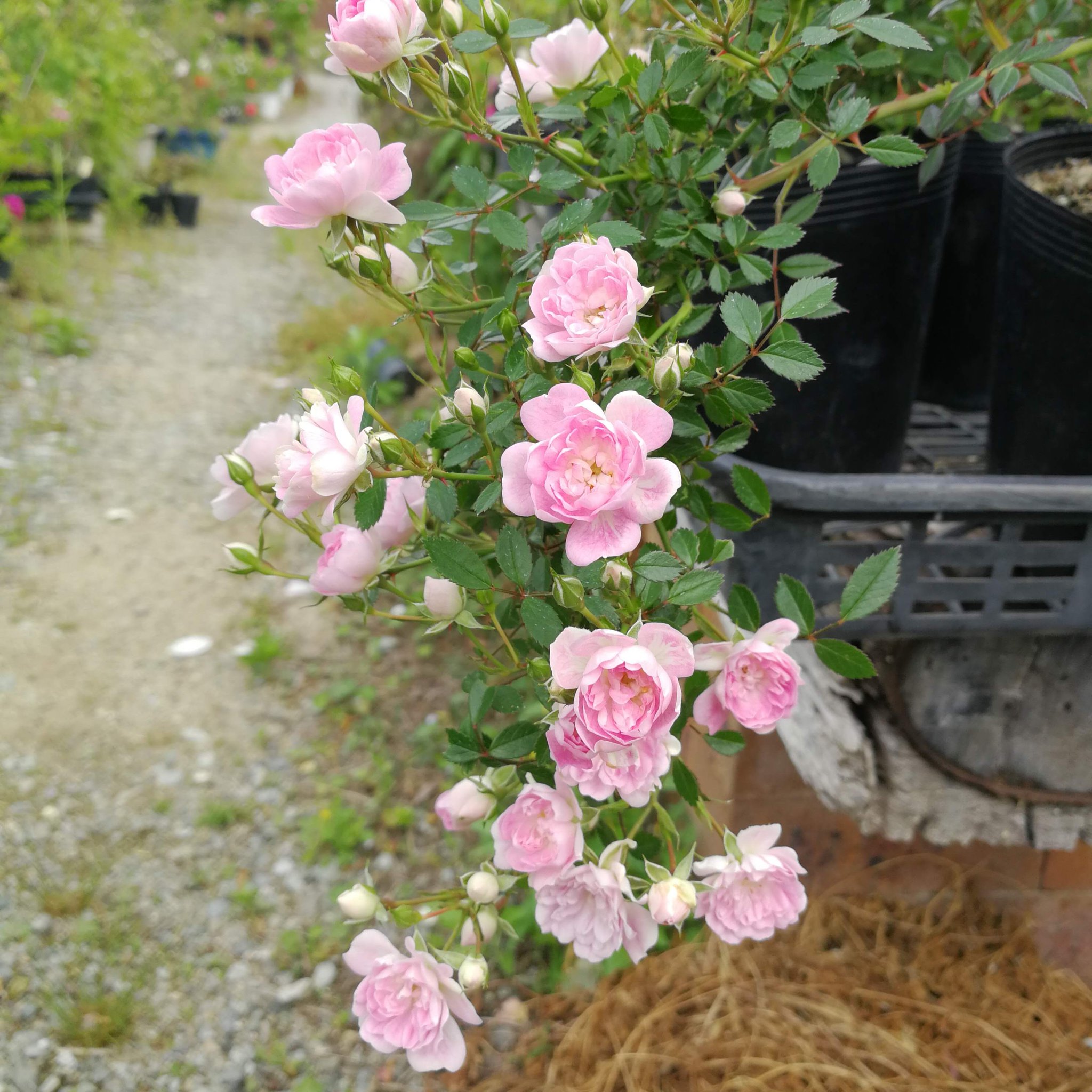 天空のバラ園 園主 お次は小輪系 右上から時計回りにポンポンデパリ 宇部小町 アストリッドスペースストライプド ローラダボー 天空のバラ園 Tlを花で一杯にしよう 産地直送販売