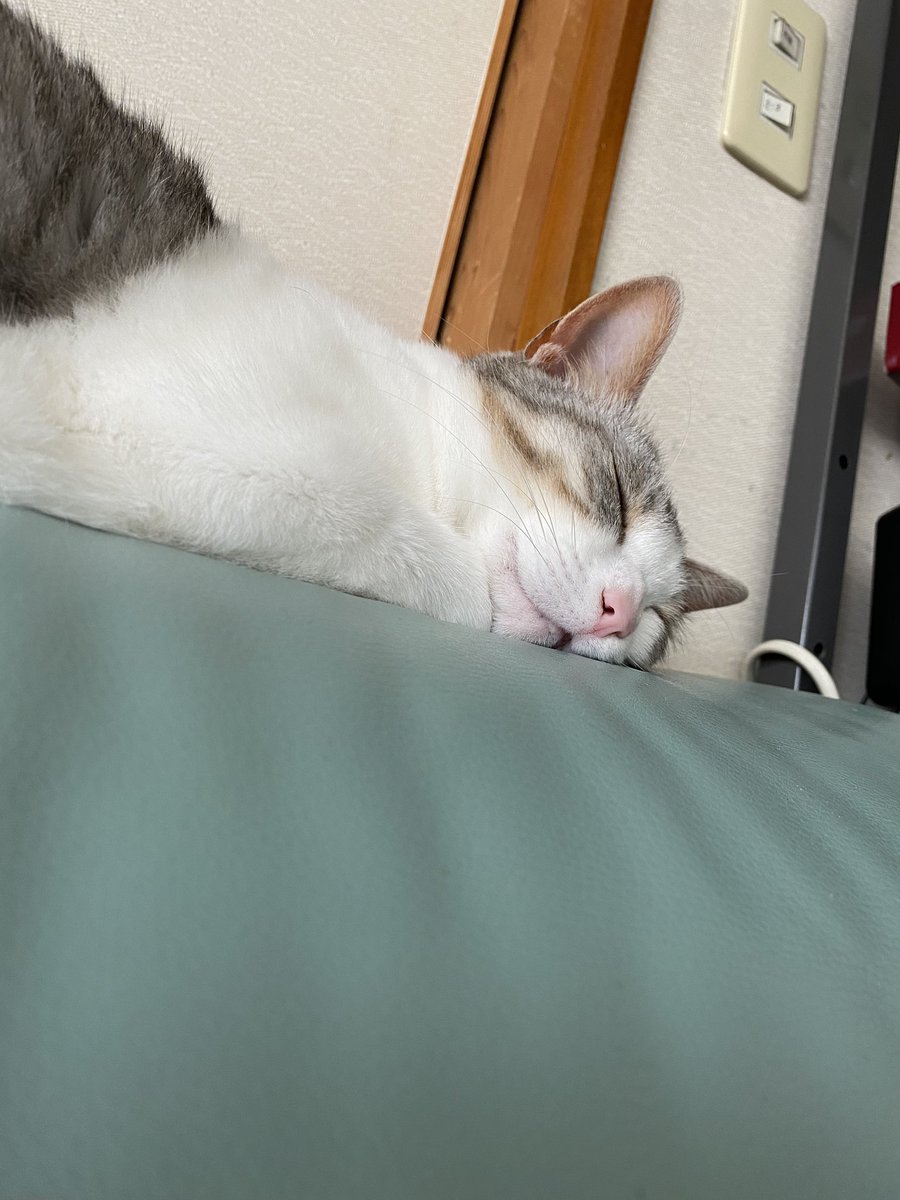 kuromame_touhu's tweet photo. これはきっと爆睡でしょう。
#猫 #大豆姉妹 https://t.co/nYGdHNKuEz