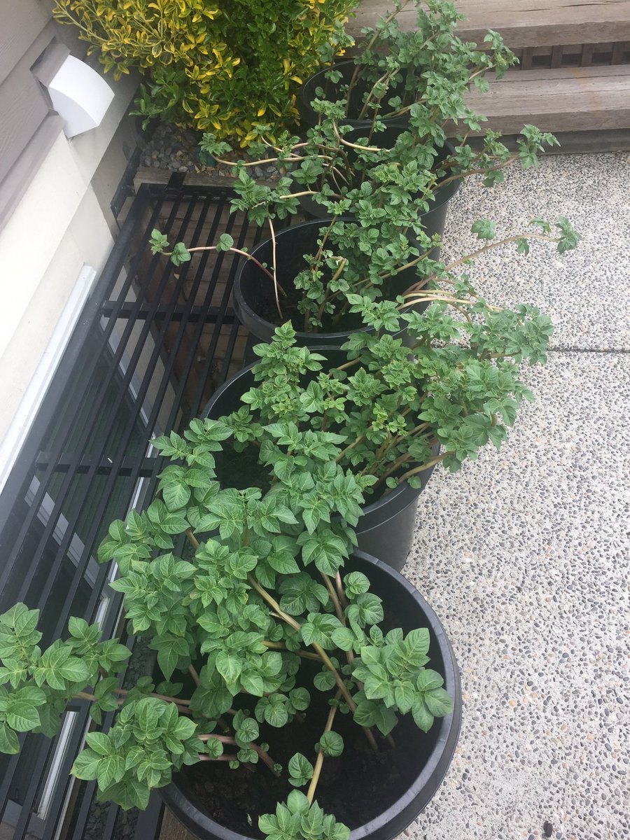 CHKindies's tweet photo. Our Warba potatoes LOVE being outside! Look how much theyโve grown in only 1 week! @bcaitc #SpudsInTubs #7WeeksOld #LearningFromHome #GrowingFromHome https://t.co/2zXvruAoRh