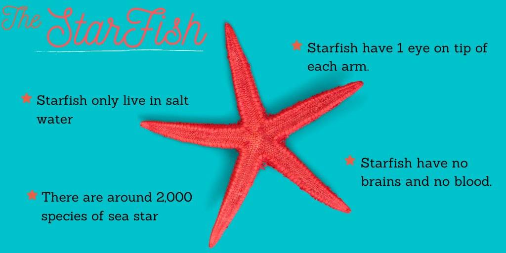 40 Quirky Starfish Facts That May Surprise You 