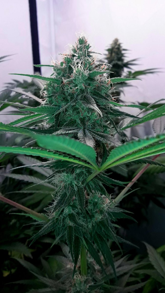 AdrycManellson's tweet photo. Weed Día Verde Mundo y Magnífico inicio de semana, con Sol y Nubes, 2 #NuevosProyectos @GreenbudSeeds #AdrycsCove y 1 #Straint de #GranBanco, 🤣, #OutDoor buscan la Luz, #Mavericks #LEC315Wts vrs #GoldWave #HPS400Wts,
Y mi Hada y yo #SailingTheGreenSea Os Deseamos Sea Feliz.🧚‍♂️😎 https://t.co/lG5Fsneeix