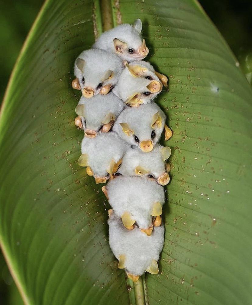 I offer you all: the Honduran White Bat