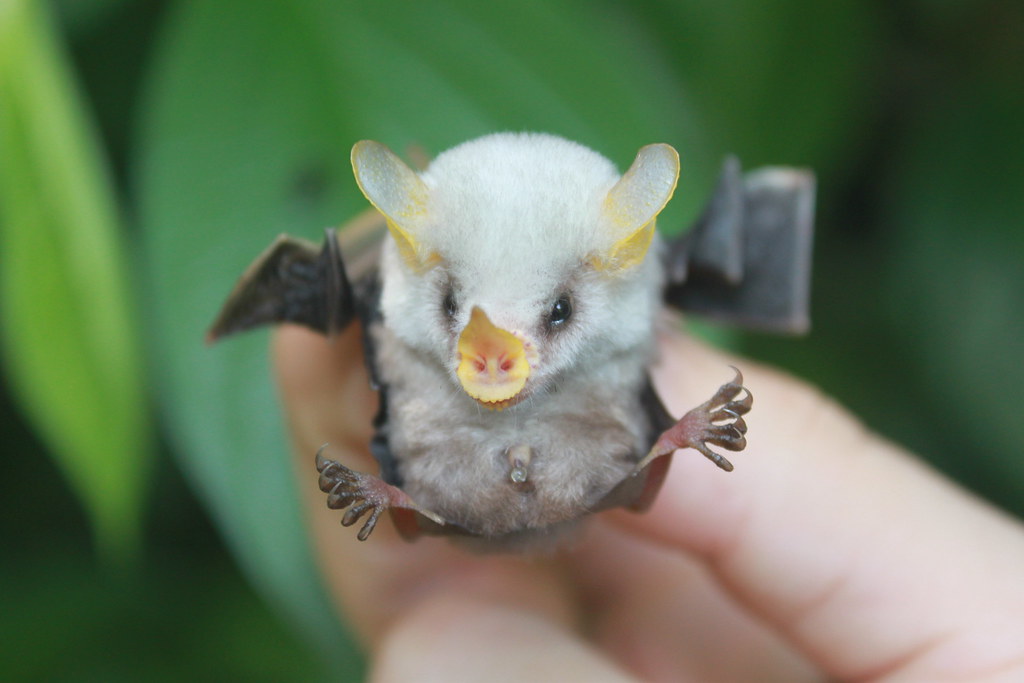 I offer you all: the Honduran White Bat