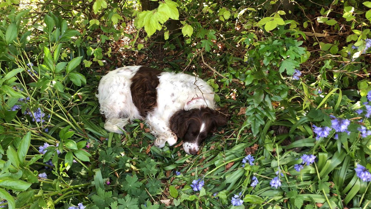 SMCH_CR's tweet photo. The hot weather yesterday may have got a bit too much for Miss Garrett’s dog, Dizzy, who wanted to cool off in the flowerbed (much to Miss G’s dismay!) It could also be the extra fur, as groomers are shut, that is causing her to overheat! #MondayMood #PetsTherapy https://t.co/fuOUzZDyfm