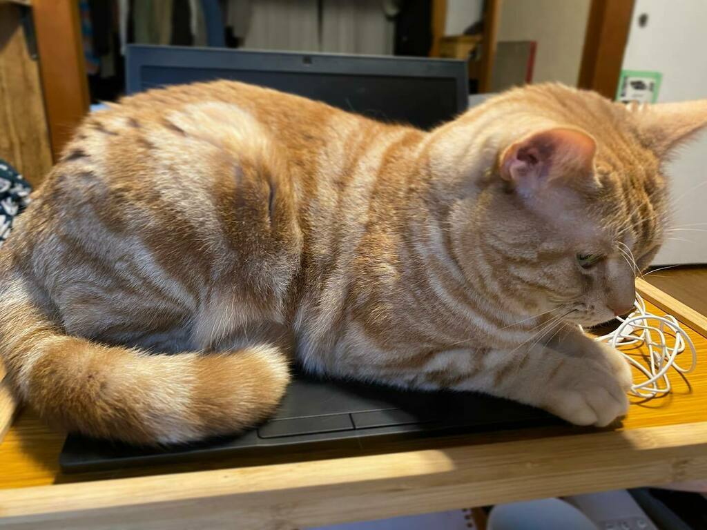 Ninja Cat スリープにしてたらこれ テレワーク リモートワーク 猫 猫ハラスメント 猫好きさんと繋がりたい T Co Lxql7be0ul T Co 2ivpw6xgfw Twitter