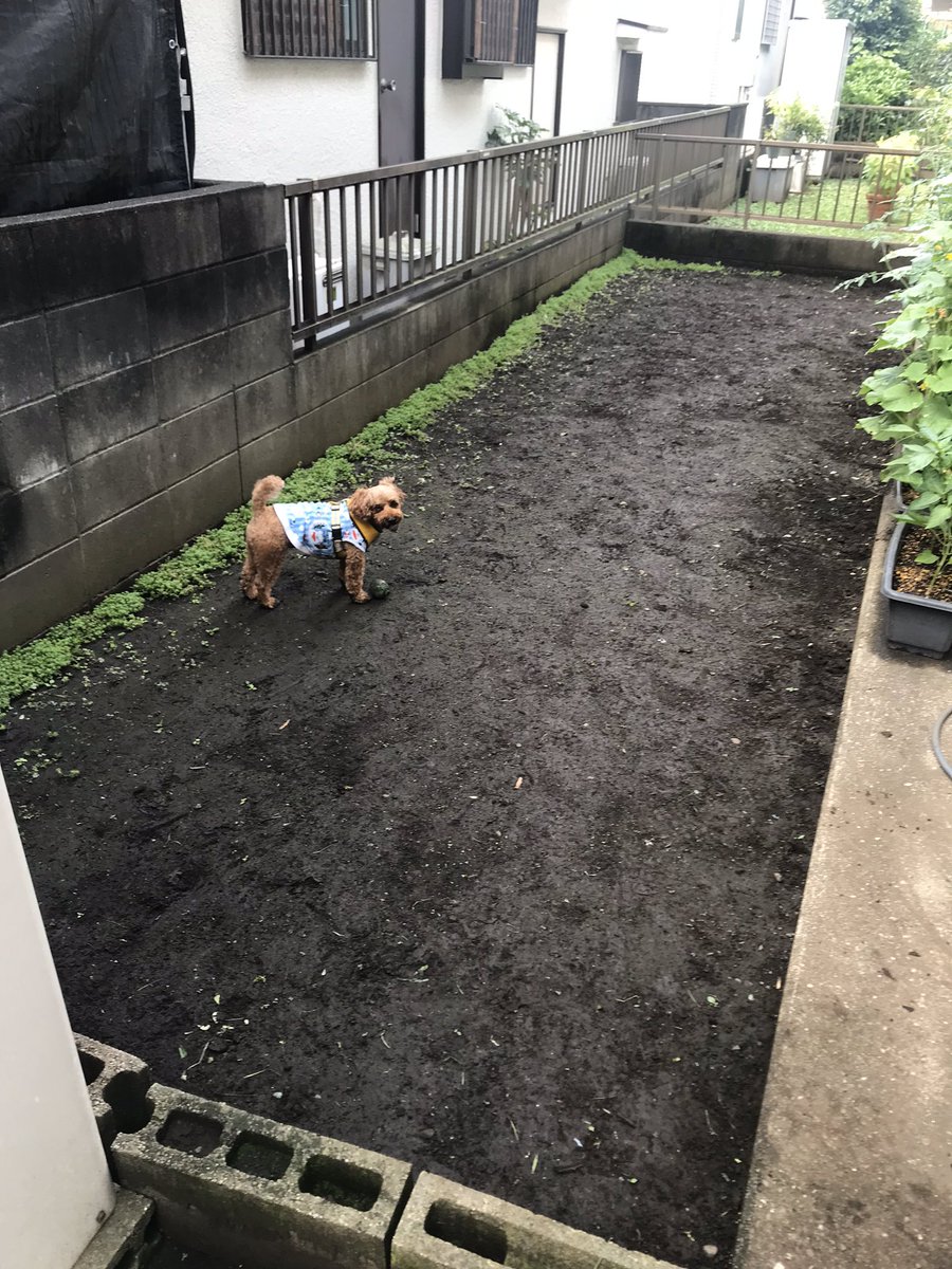中村いっこう 9か月かけて 庭のグランドカバー化完了 クローバーの種植えたけど 台風で庭がプールに 種 も流されてまだらに 土の部分に再度種まき ようやくクローバーの絨毯完成 きなこちゃんも大喜び グランドカバー クローバー 中村いっこう 9か月かけて 庭のグランドカバー化完了 クローバーの種植えたけど 台風で庭がプールに 種 も流されてまだらに 土の部分に再度種まき ようやくクローバーの絨毯完成 きなこちゃんも大喜び グランドカバー クローバー