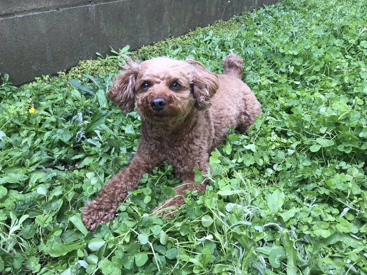 中村いっこう 9か月かけて 庭のグランドカバー化完了 クローバー の種植えたけど 台風で庭がプールに 種も流されてまだらに 土の部分に再度種まき ようやくクローバーの絨毯完成 きなこちゃんも大喜び グランドカバー クローバー