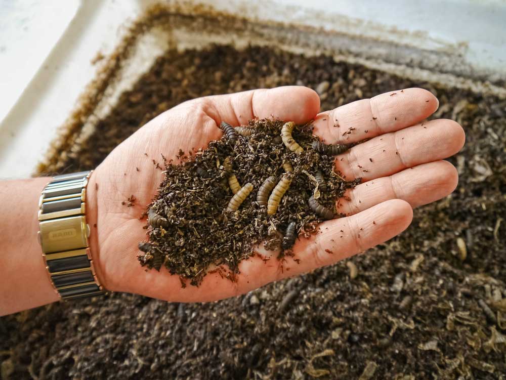 EuroTier's tweet photo. Whether in house or #livestock #barn, #flies are mostly just a nuisance. But they could turn out very useful: Flies are providers of #nutrients and #feedstuff in a world that increasingly needs more #protein but requires protection from #climatechange too. https://t.co/4fWXUuUQ3v https://t.co/B28cdQyDg3