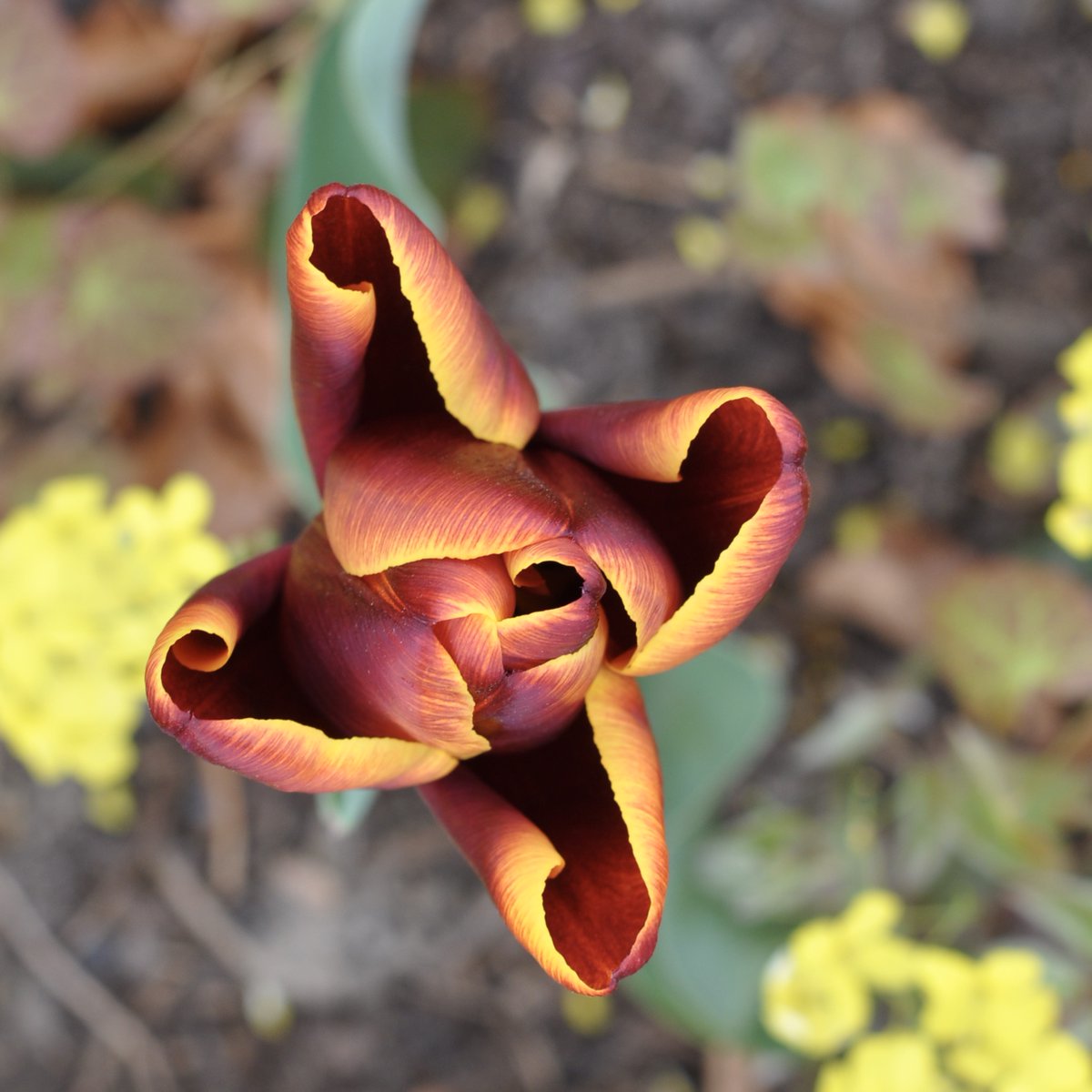 HepworthGallery's tweet photo. Start #NationalGardeningWeek with a brand new diary entry from our Cultural Gardener, Katy.
'I shall very much look forward to seeing you all in the garden with me again when it becomes possible, as surely spring brings us a sense of hope and renewal.'
https://t.co/kcojsPTNkt https://t.co/dKmpjoz7Gx