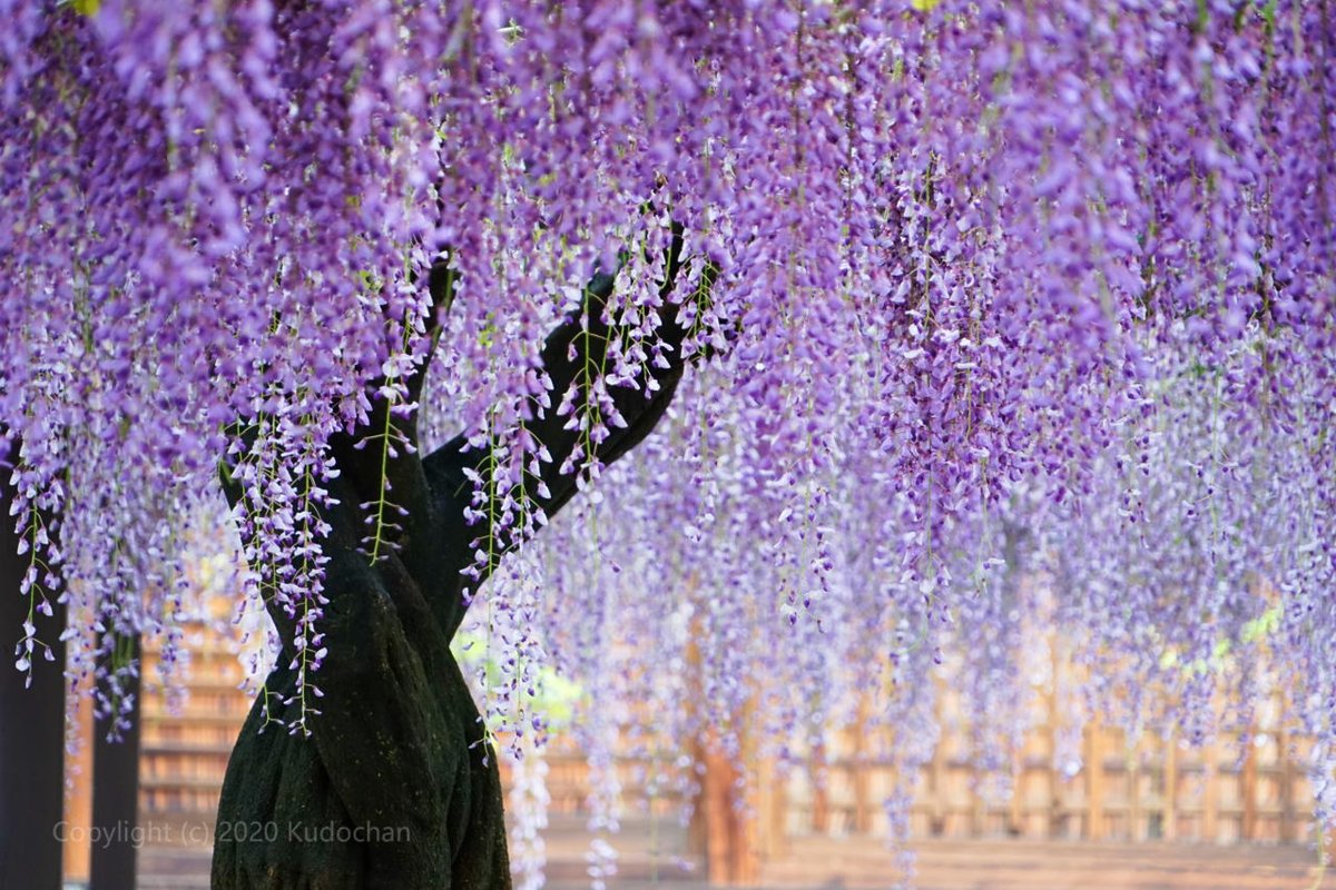 藤の花 の美しさを見て 癒されて下さい 紫の色がしっとりと美しい 話題の画像プラス