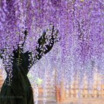 「藤の花」の美しさを見て、癒されて下さい!紫の色がしっとりと美しい。