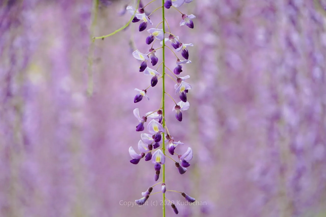「藤の花」の美しさを見て、癒されて下さい！！紫の色がしっとりと美しい。