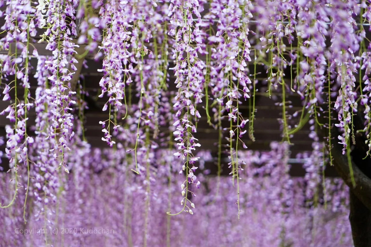 「藤の花」の美しさを見て、癒されて下さい！！紫の色がしっとりと美しい。