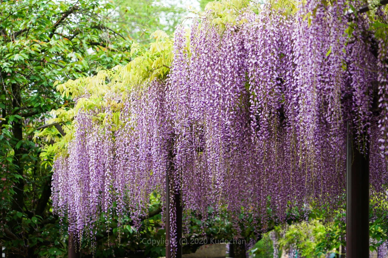 「藤の花」の美しさを見て、癒されて下さい！！紫の色がしっとりと美しい。