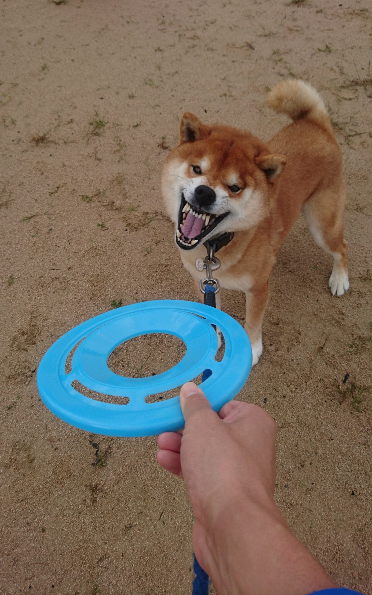 柴犬が作る赤いキウイ フリスビー犬 になるつもりはねぇよ 仕事増やすんじゃねぇよ 柴犬 柴犬を崇めよ T Co Upofdpdfx8 Twitter