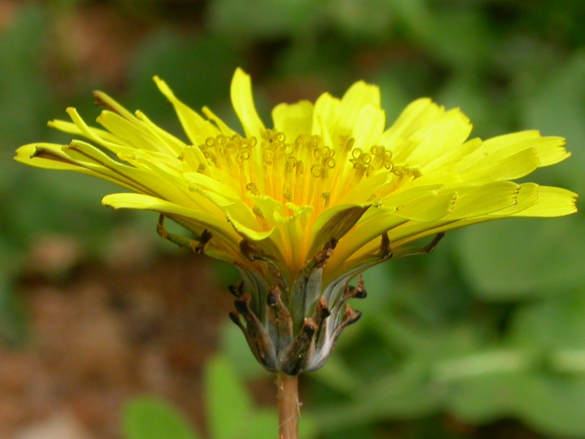 El #plandedunas forma a técnicos y jardineros municipales, para conservar el diente de león de Chipiona #Taraxacum gaditanum, especie En peligro de extinción y exclusiva de esta localidad gaditana, presente en arenales costeros y zonas ajardinadas de parques y aceras.