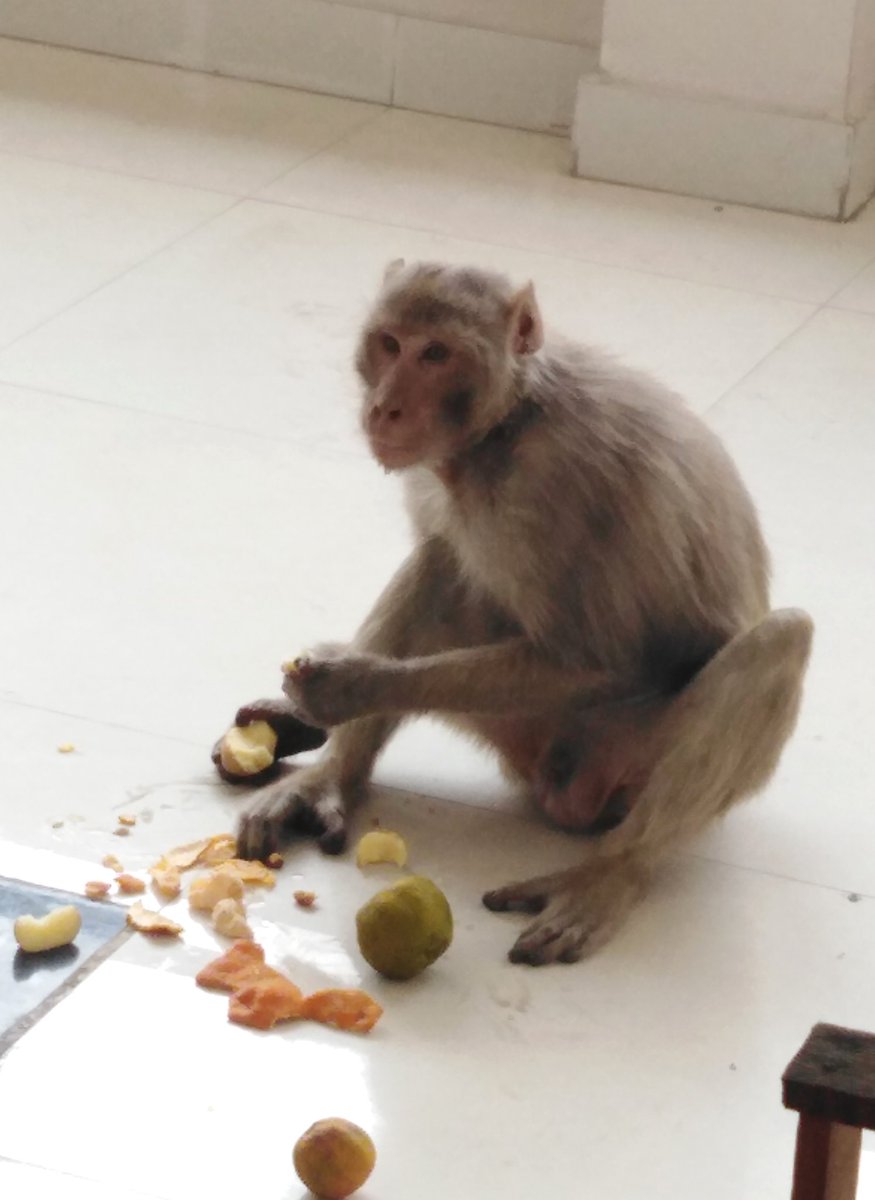 Our quarantine visitor ❣️
#happyNature #Friends #cute #mondaythoughts #monkeytime