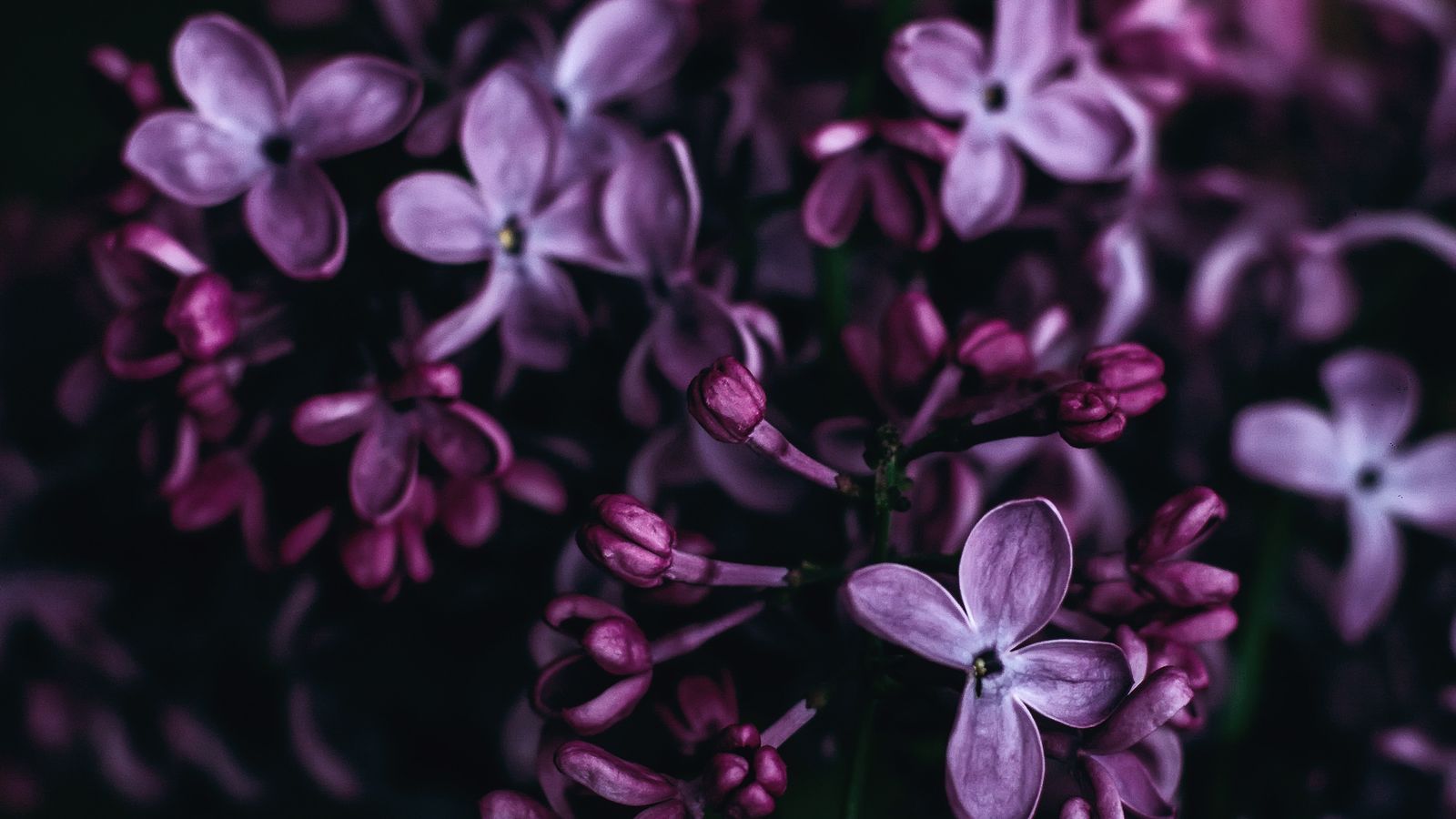 Цвета Сочетающиеся С Фиолетовым
