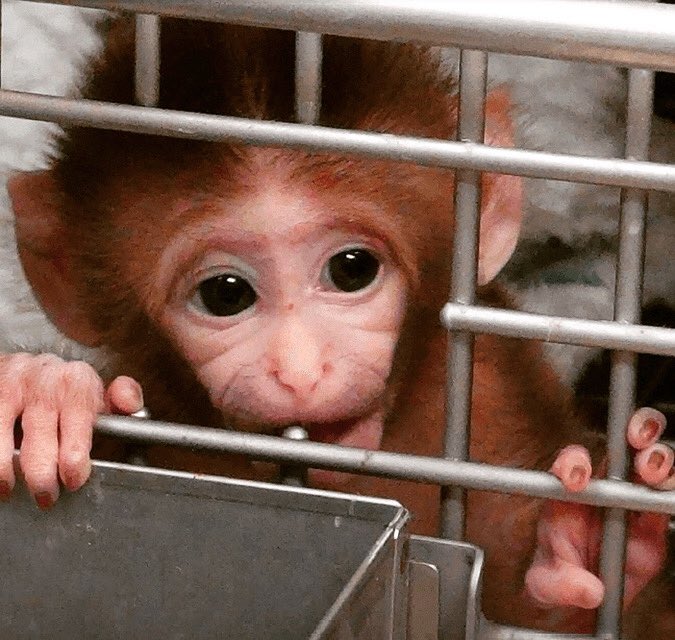 Born into a life you would never understand....My heart goes out to all the animals around the world in labs being pumped full of various trial vaccines right now. 
#Nature #Conservation #environment #Vegan #IAPF #ClimateCrisis #ClimateChange #Wildlife #Animals #endvivisection
