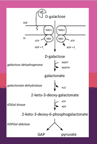 FEMSmicro's tweet photo. Read about this #editorschoice by Tastensen et al about the galactose uptake and degradation in #Haloferax volcanii proceed via an ABC transporter and enzymes of the DeLey–Doudoroff pathway.
#FEMSJournals
https://t.co/9YtGNObOAf https://t.co/sfb7PfnQHp