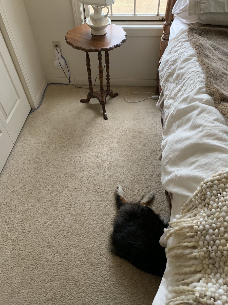 melgoodlife's tweet photo. #Moxie has a bad case of the Monday’s. 🥺
@aussiesdointhgs @dog_rates @dog_feelings https://t.co/zRiv6BitZV