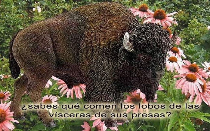lundracan's tweet photo. Los lobos saben de medicina ancestral. Encuentran en las vísceras de sus presas los mejores suplementos dietéticos que hoy los humanos seguimos descubriendo. https://t.co/J0g64N24aa
#educacioncanina #nutricioncanina #equinacea #wolveslegacy #cuarentena #yomequedoencasaconmiperro https://t.co/UsbeNwD9tO