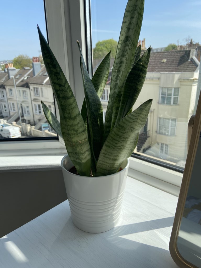 Another classic Snake plant, slightly different breed of the plant but still just as beautiful