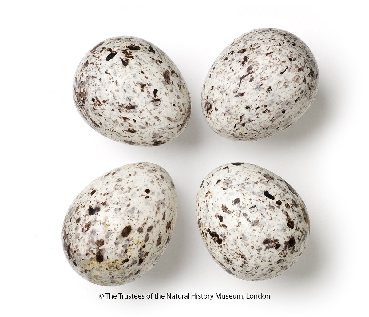 Nhm Oology On Twitter Eggs From The Research Collections Nhm London White Capped Bunting Found On 28 May 1879 In Afghanistan The Nest Cup Of Grasses Rootlets Is Built By The Female Their
