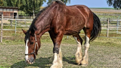 ¿Qué sabes de los llamados "percherón"? Es unas de las razas de caballos con un desarrollo muscular espectacular, fuertes y ¡de lo más señoriales! 🏇🏇
.
👉🏽Link al artículo: bit.ly/2Ydf96P