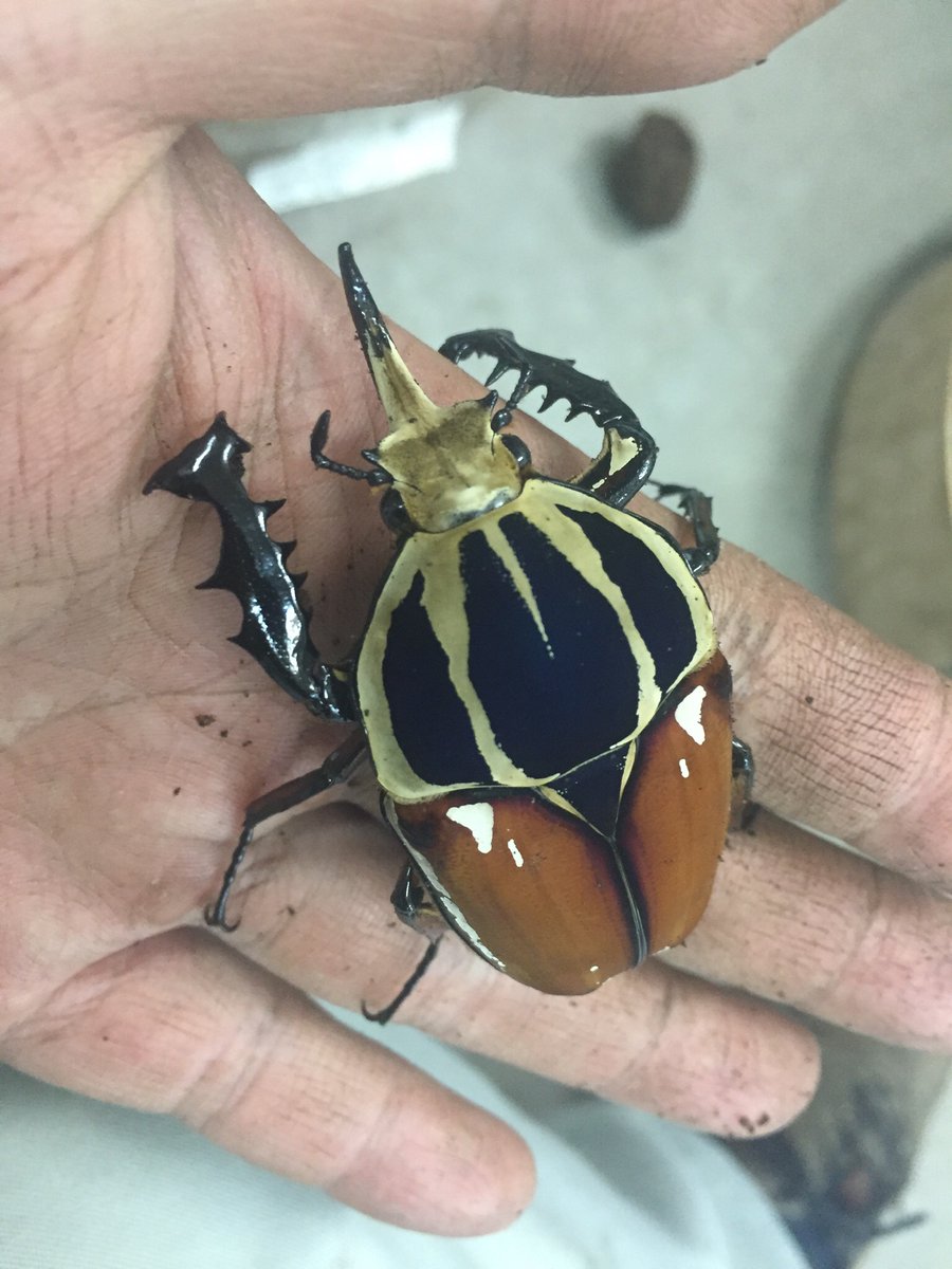 ウガンダオオツノハナムグリが羽化しました！ 槍のようにとがった頭と