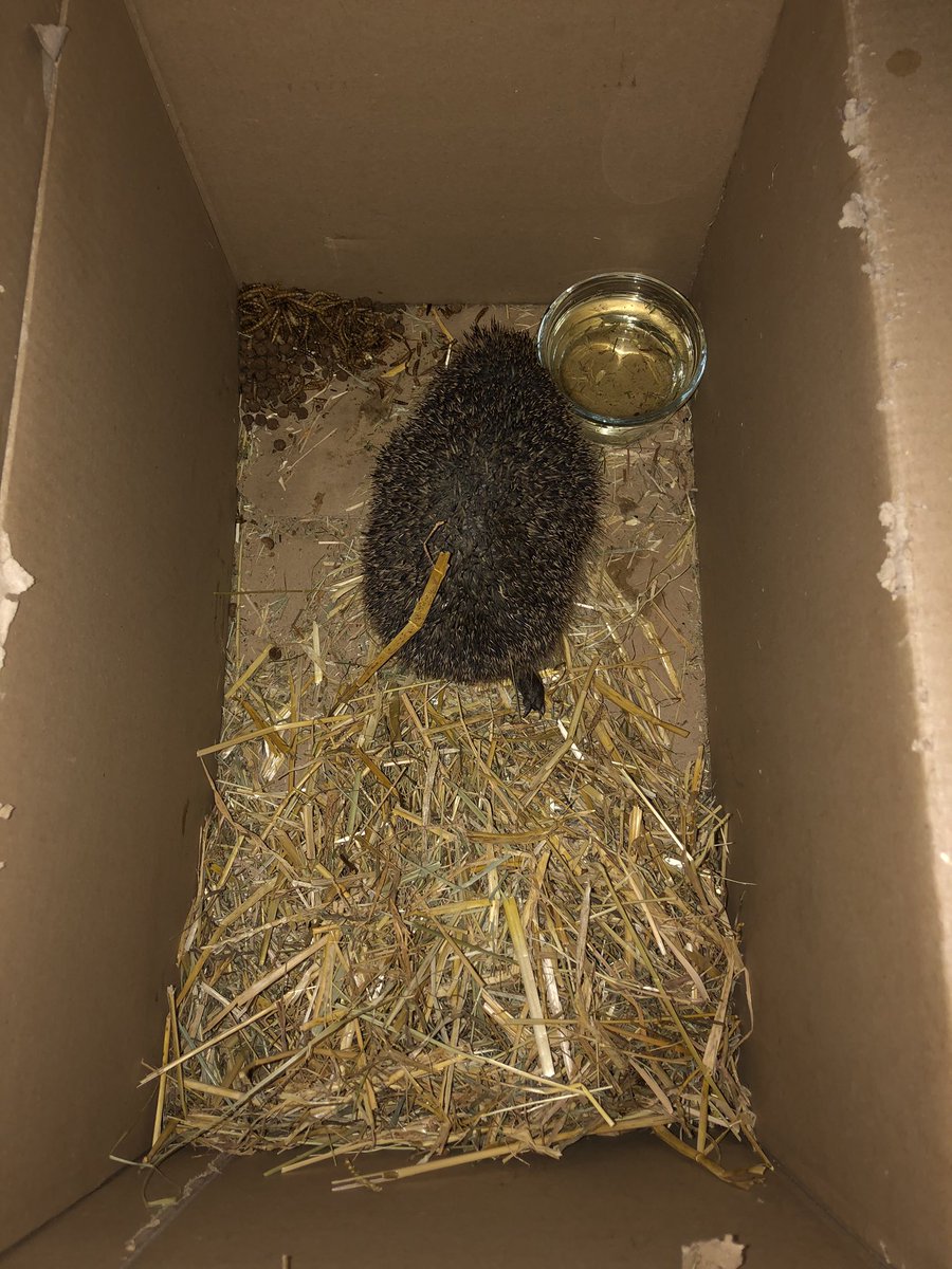 We noticed this hedgehog wasn’t moving right last night the garden. He was dragging his back leg. Managed to rescue, keep safe &amp; warm overnight. Dropped him off 1st thing this morning with the amazing Tracy from <a href="/HHPrestatyn/">Hedgehog Help Prestatyn</a> to get the help he needs. Will keep you all updated 🦔
