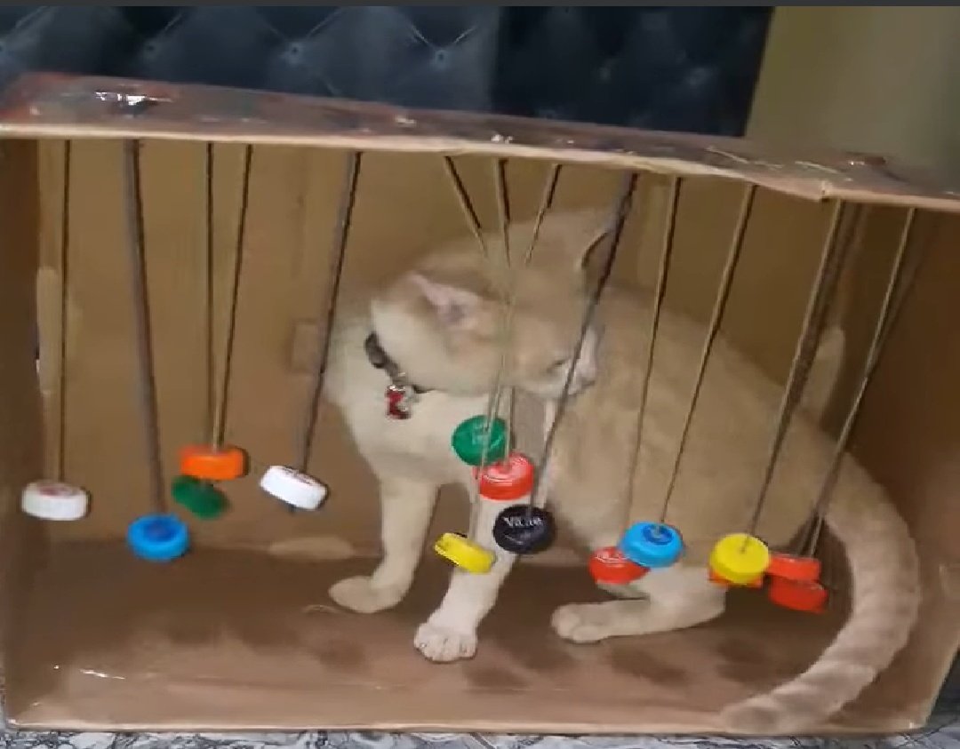 MrsTCaterpillar's tweet photo. Any cat owners out there? I'm sure your cat is loving you being at home so much! At school we love being creative with bottle tops and other "loose parts". Could anyone make their cat a wee entertainment centre? ππΎ #CatsOfTwitter #catcreativity https://t.co/m7hxX7frLo