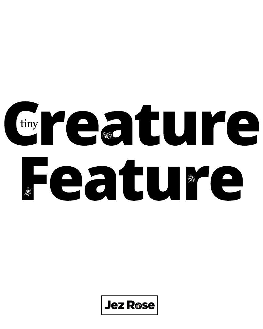 ThatJezRose's tweet photo. It's #Monday and it's almost time for #TinyCreatureFeature! https://t.co/hdLeYehECU