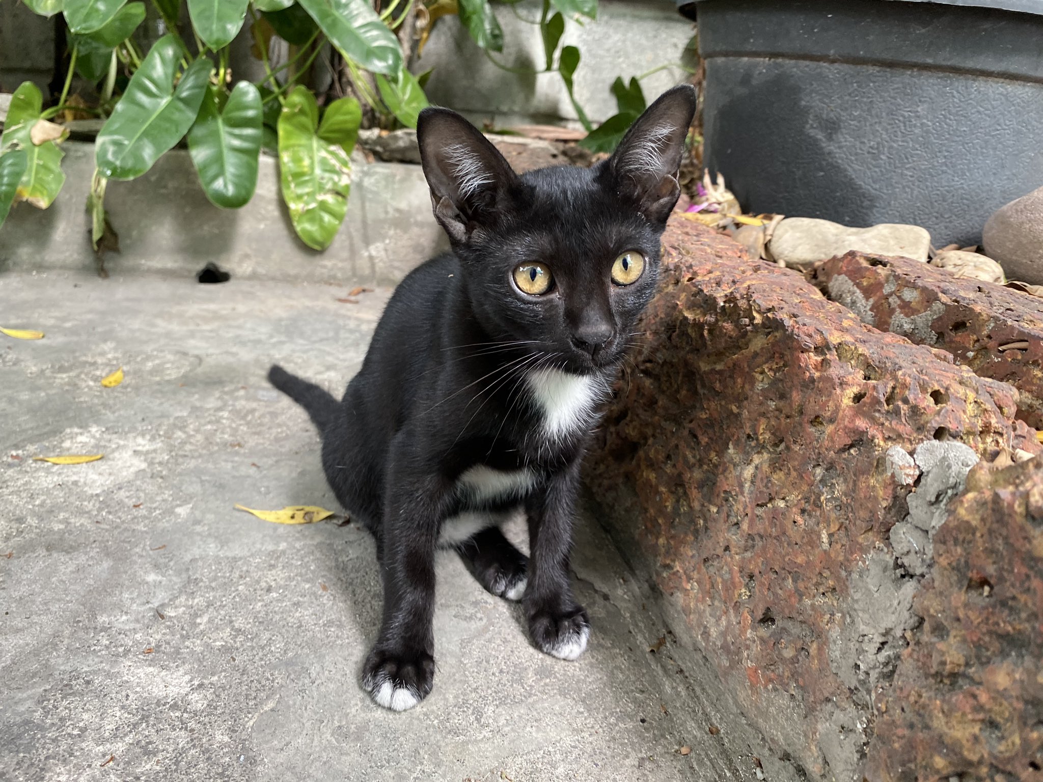 浦島ムービン 一級ネコおばさん 本当はちゃんとかわいい黒猫です T Co Bnval0g4yk Twitter