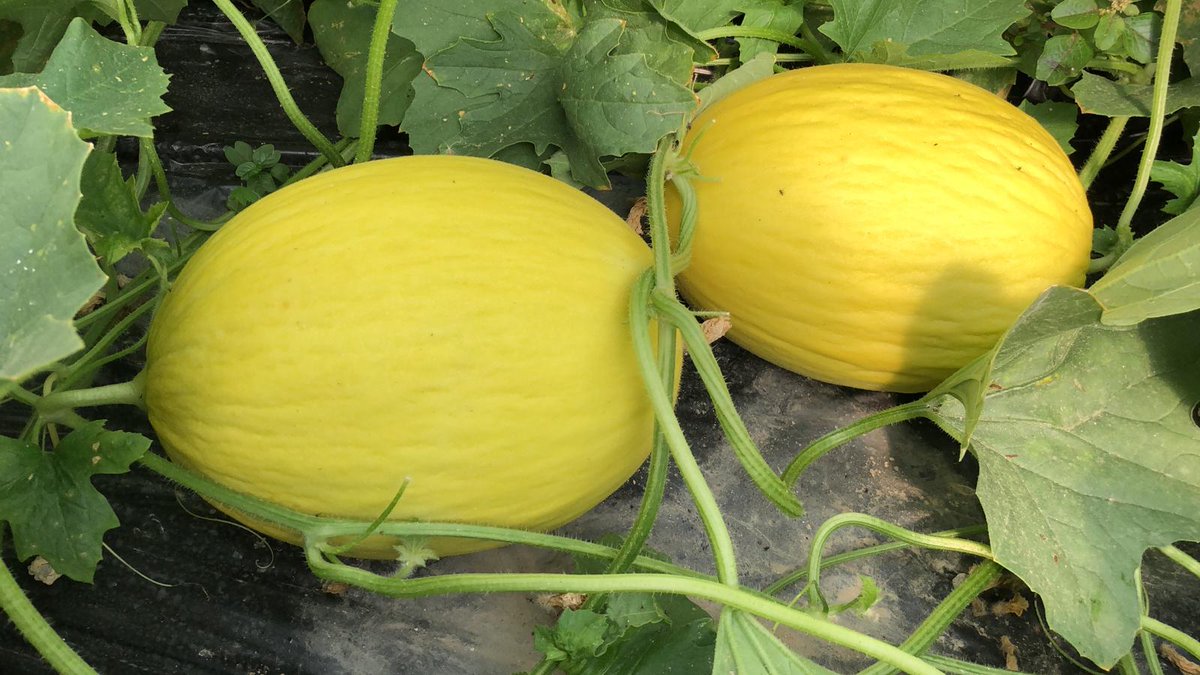 SeminisIberia's tweet photo. ¿Qué os parecen las novedades que tenemos para este año en #MelonAlmeria? Seguro que en breve podremos enseñártelas en campo.
#MelonGalia #MelonAmarillo, #MelonSeminis https://t.co/yArnH2f0Fm