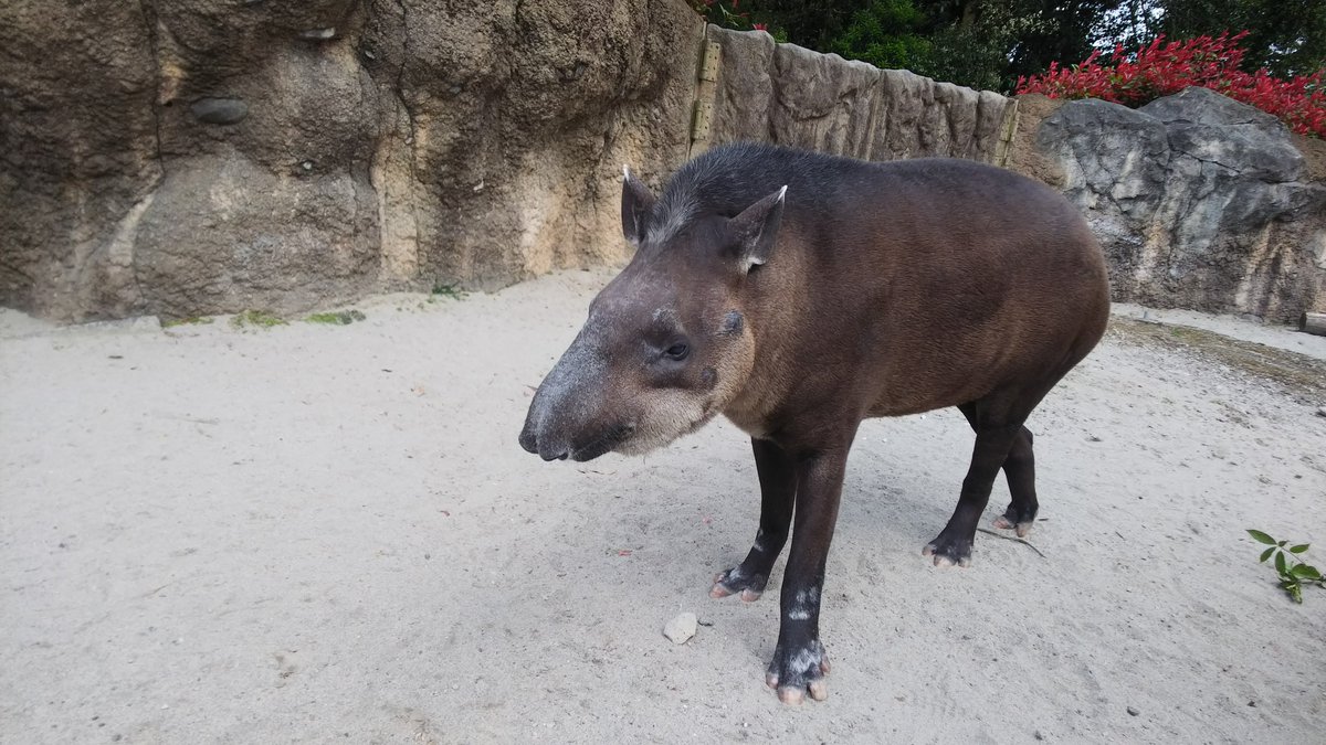鹿児島市平川動物公園 على تويتر バク検定最終問題の正解は でルーシー でした 色黒で大きいルーシー 1枚目 癒しフェイスのキョンツー 2枚目 のびのびマイペースのユメゴロウ 3枚目 ユメゴロウは当園生まれです 4枚目 バク達をこれからもよろしく